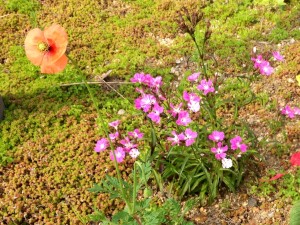 自動で咲く美しい花