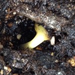 【高松　賃貸】　ヒマワリ観察日記　「発芽開始ぞ」