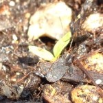 【高松　賃貸】なでしこはじめました