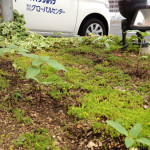 ヒマワリ観察日記　「今年は、そうはいかんぞ」　【高松　賃貸】
