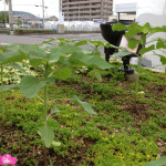 ヒマワリ観察日記　「そう、でしたか」　【高松　賃貸】