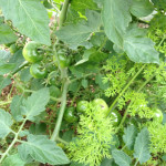 いつの間にかトマトについて　【高松　賃貸】
