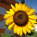 ヒマワリ観察日記　「咲きました日輪のような！」　【高松　賃貸】