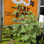 ヒマワリ観察日記　「たのもしく　たくましく」　【高松　賃貸】