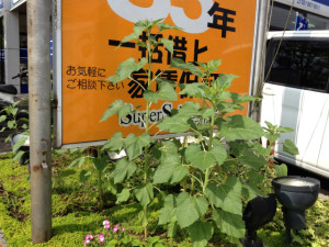 彼が当店のナンバーワンです
