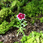 セキチク開花！　【高松　賃貸】