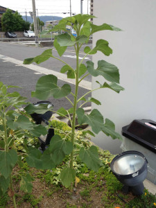 sIMG_2145