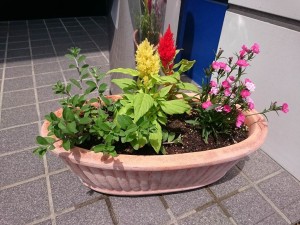 寄せ植え夏