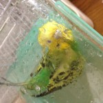 ★水浴び【高松　賃貸　サンフラワー店】