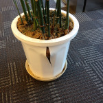 【高松　賃貸】むきむき植木鉢・・