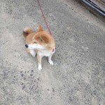 ■今日のわんこ