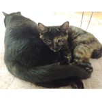 ☆★屋島店　本日より営業☆★